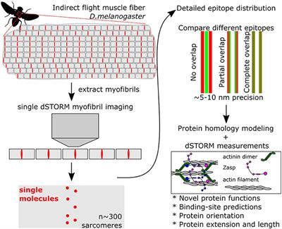 Commentary: Nanoscopy reveals the layered organization of the sarcomeric H-zone and I-band complexes